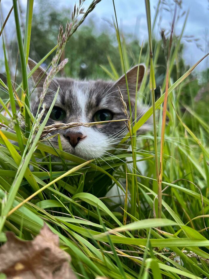 Gray and white cat hiding in tall grass moments before playful attack on its owner outdoors in nature.