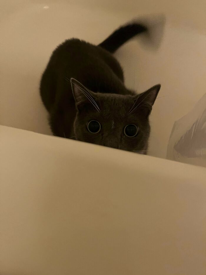 Gray cat with wide eyes crouching and tail raised moments before about to attack its owner indoors.