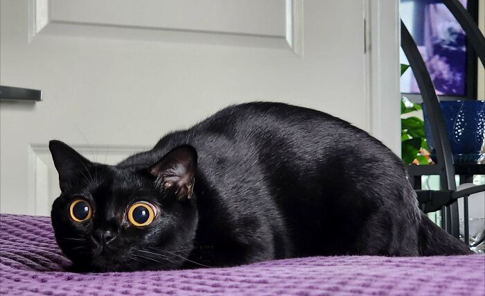 Black cat with wide eyes crouching on a purple blanket moments before a playful attack on its owner.