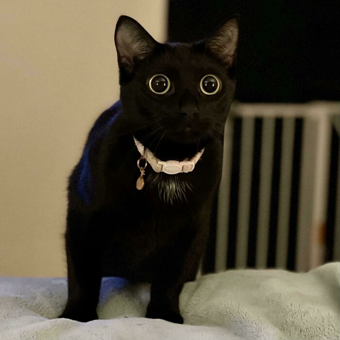 Black cat with wide eyes and a collar standing on a bed, capturing a super cute moment before a cat attack.