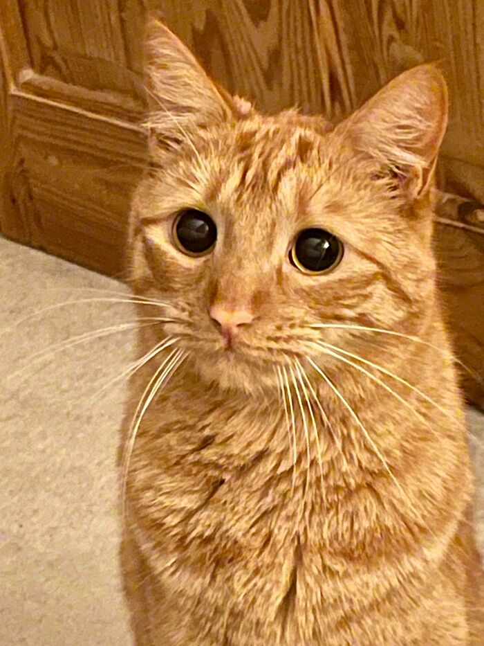 Close-up of a super cute orange tabby cat with wide eyes moments before about to attack its owner indoors.