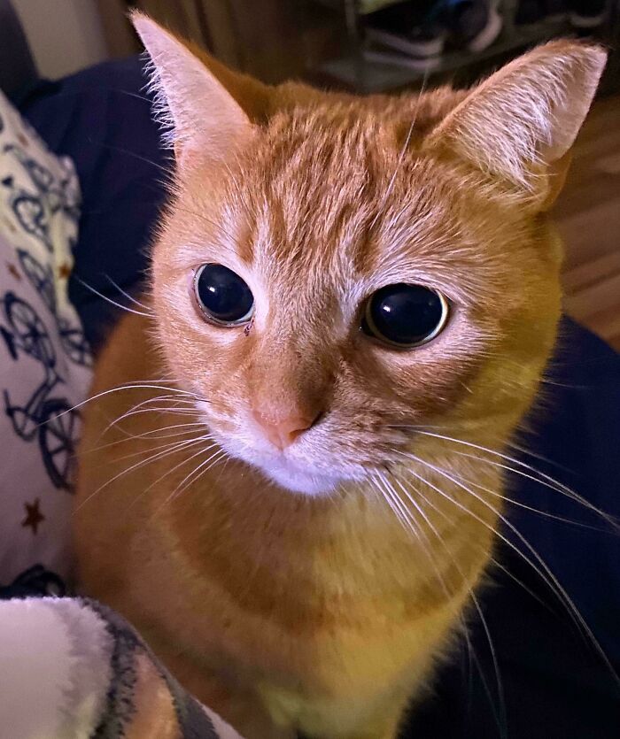 Close-up of a cute orange cat with wide eyes showing moments before they’re about to attack their owner.