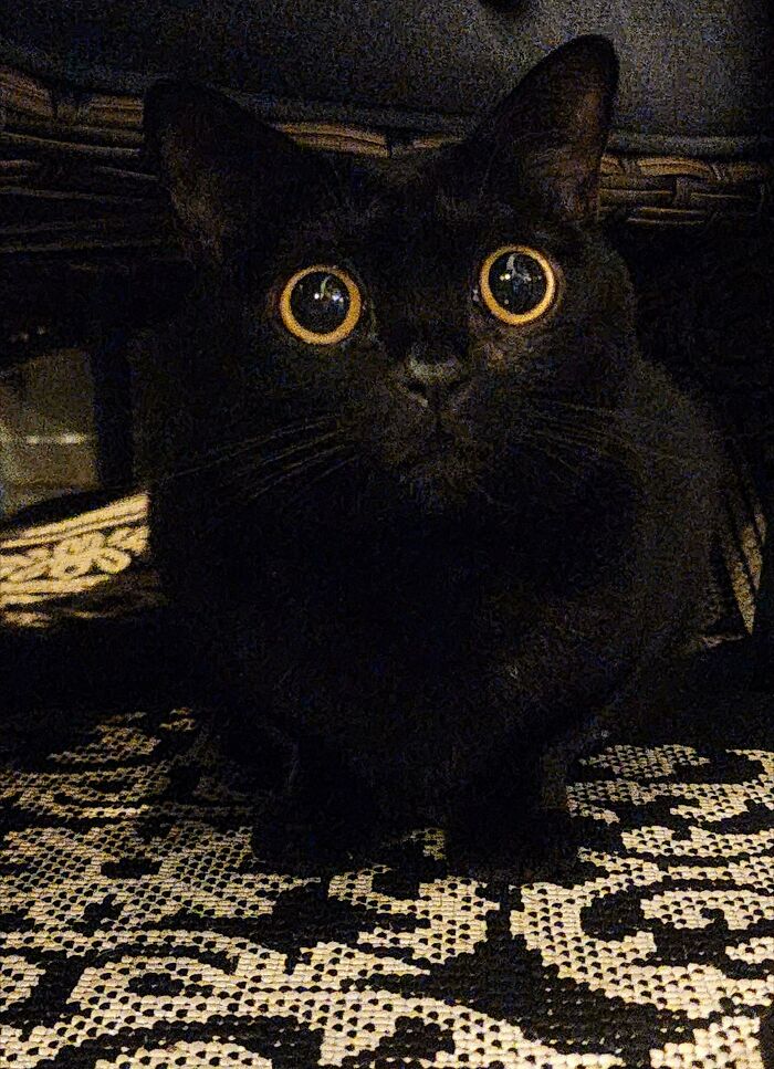 Black cat with wide eyes crouching on patterned fabric moments before it’s about to attack its owner.