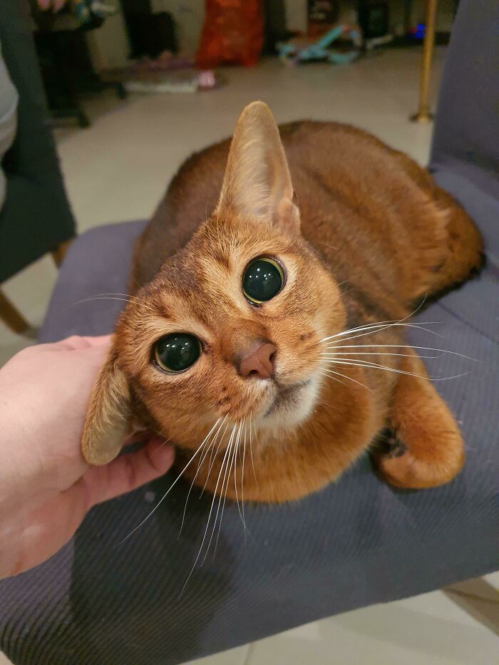 Close-up of a cat with large eyes looking up while being petted, capturing a cute moment before a cat attack.