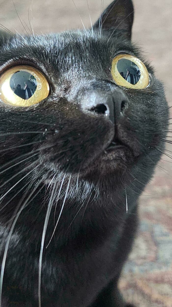 Close-up of a black cat with wide eyes showing a cute moment before it might attack its owner.