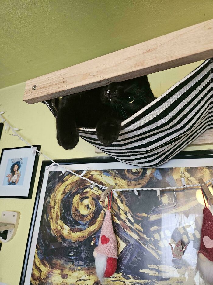 Black cat resting in a striped hammock, showing playful paws and teeth in cute cat moments before attack.