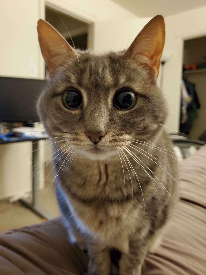 Close-up of a super cute cat with wide eyes moments before it’s about to attack its owner indoors on a bed.