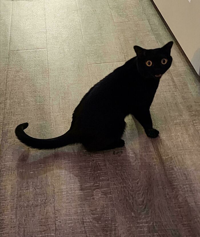 Black cat with wide eyes sitting on wooden floor moments before an attack, showing classic cute cat behavior.