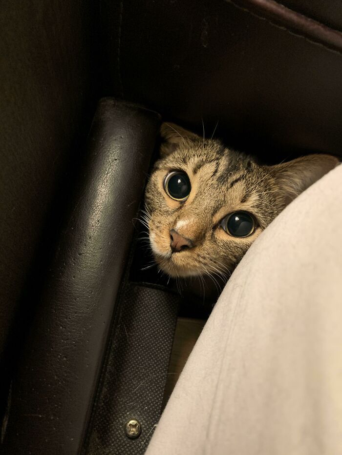 Tabby cat with wide eyes hiding in a small space, moments before they’re about to attack their owner playfully.