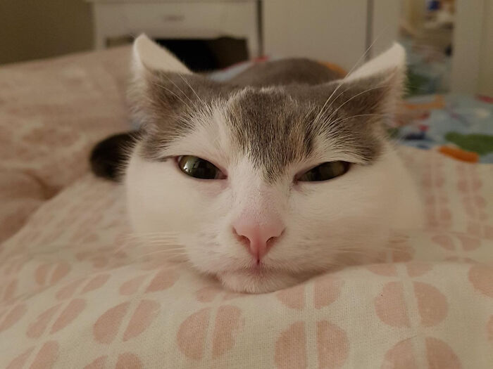 Close-up of a cat lying on a bed with a focused expression, moments before they’re about to attack their owner.