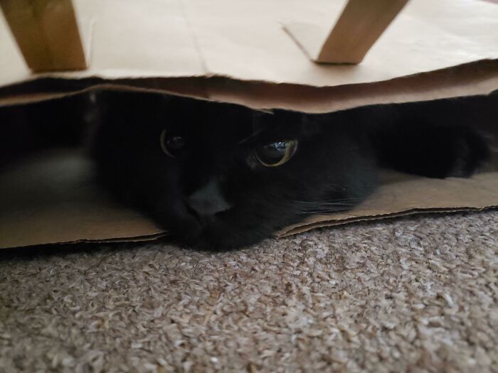 Black cat hiding inside a cardboard box moments before they are about to attack their owners playfully.