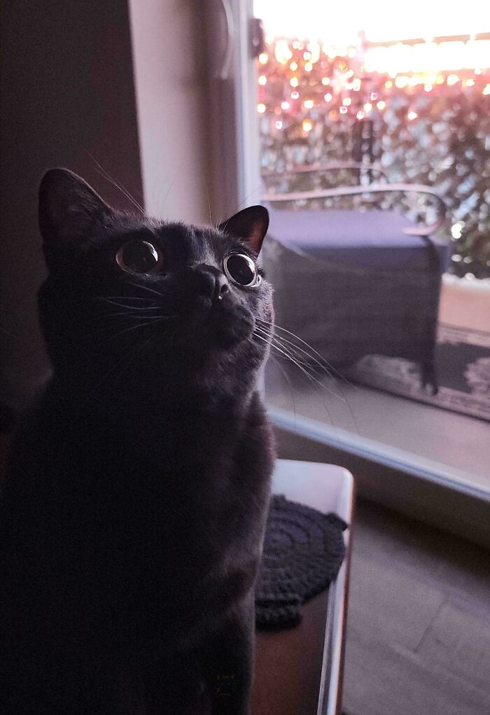 Black cat with wide eyes sitting indoors near a window, capturing a cute moment before it’s about to attack its owner.