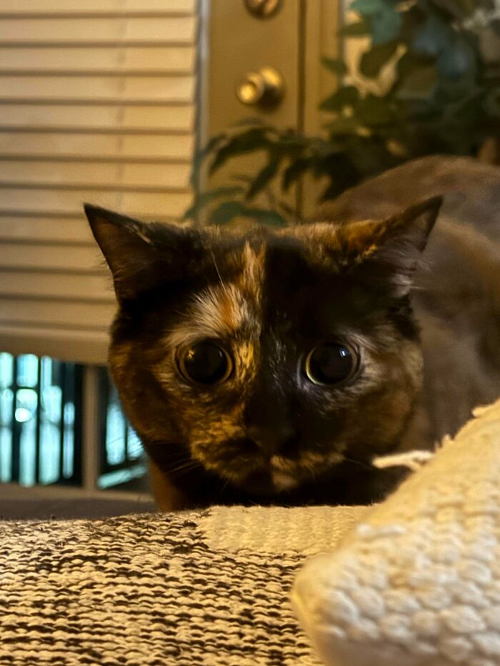 Tortoiseshell cat with wide eyes crouching on a rug, capturing a cute cat moment before an attack on its owner.