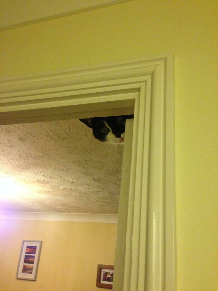 Black and white cat peeking from behind a doorframe, moments before it is about to attack its owner in a home setting.