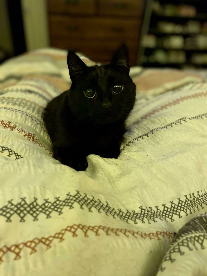 Black cat lying on a patterned blanket with wide eyes, moments before a playful attack on its owner.