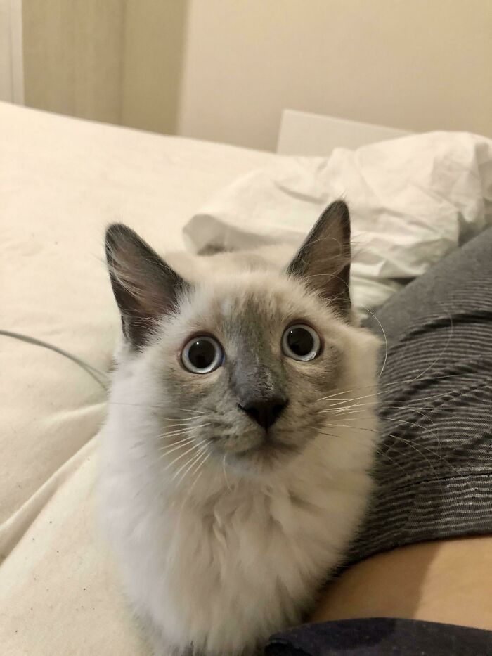 Close-up of a super cute cat with wide eyes moments before it is about to attack its owner on a bed.