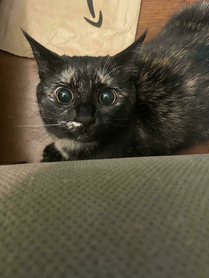 Close-up of a super cute cat with wide eyes moments before it is about to attack its owner indoors.