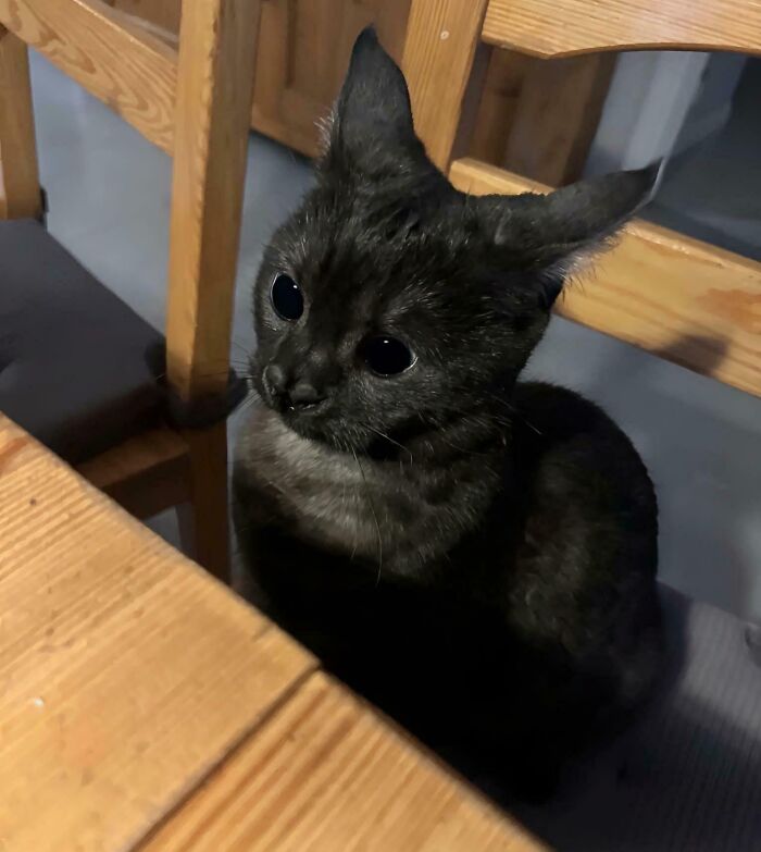 Black cat with wide eyes sitting by a wooden chair, capturing a cute moment before it’s about to attack its owner.