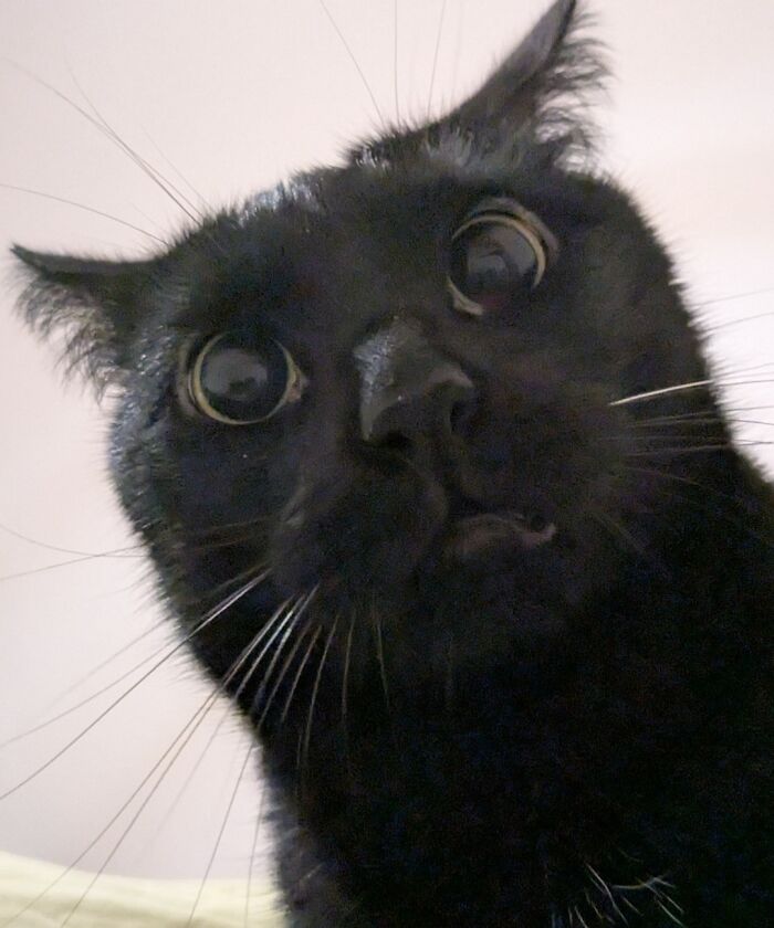 Close-up of a black cat with wide eyes moments before it appears about to attack its owner.