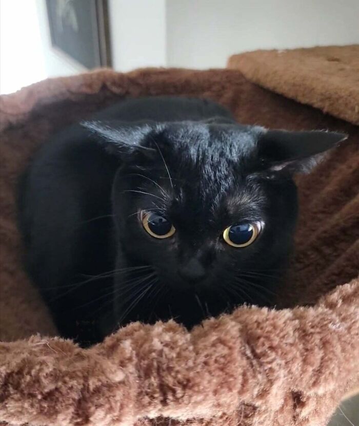 Black cat with wide eyes crouched in a cozy bed, moments before an attack in cute cat moments with owners.