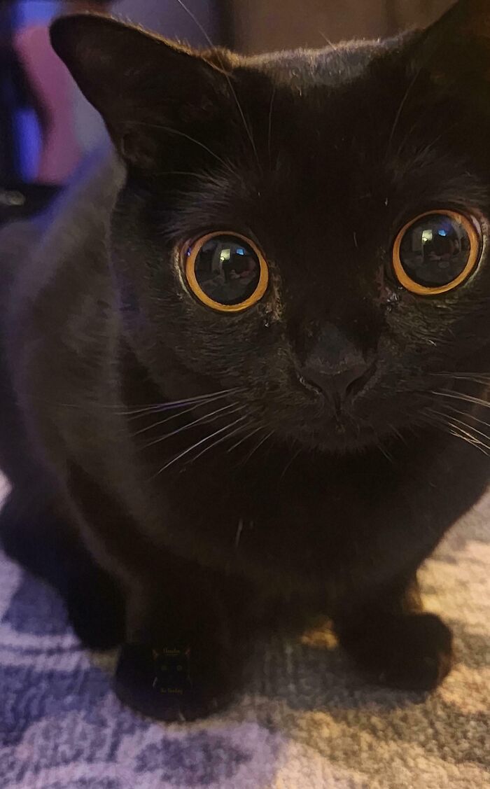 Black cat with wide eyes crouching, moments before a playful attack on its owner, showing cute and alert expression.