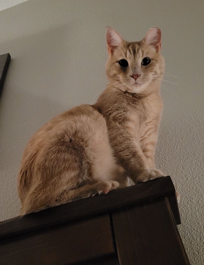 Cute cat perched on furniture moments before about to attack its owner, showing intense focused eyes and alert posture.