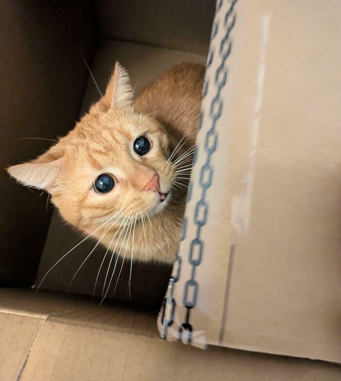 Orange cat with wide eyes inside a cardboard box, capturing a cute moment before it’s about to attack its owner.
