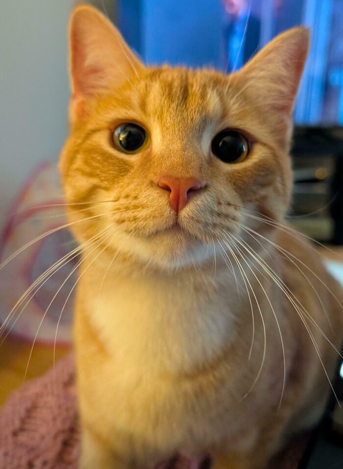 Close-up of a curious orange tabby cat with wide eyes moments before it’s about to attack its owner.