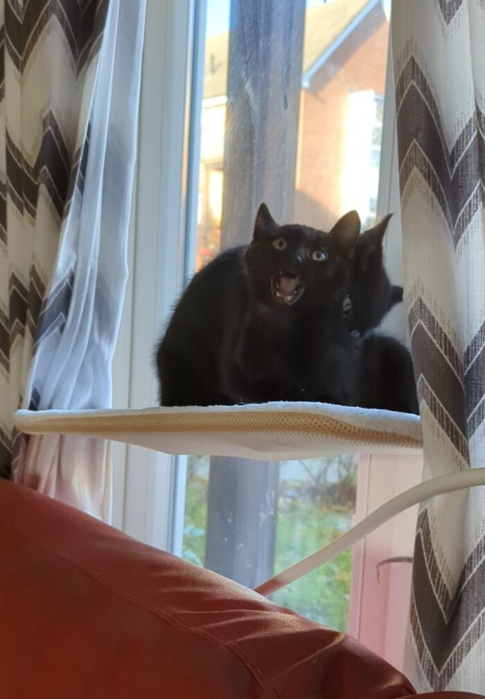 Black cat on a window perch with mouth open, showing moments before they’re about to attack their owners.