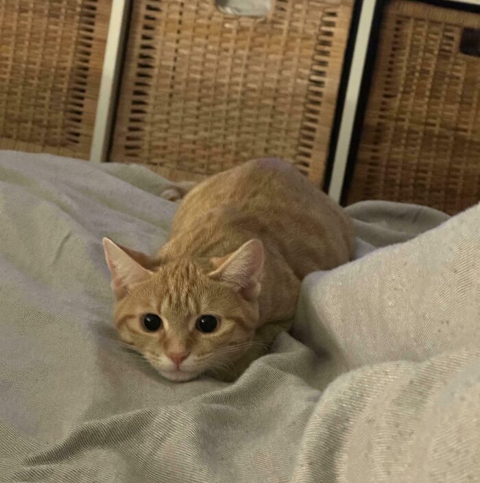 Orange tabby cat crouched on a bed moments before pouncing, showing cute cat behavior in a playful attack stance.