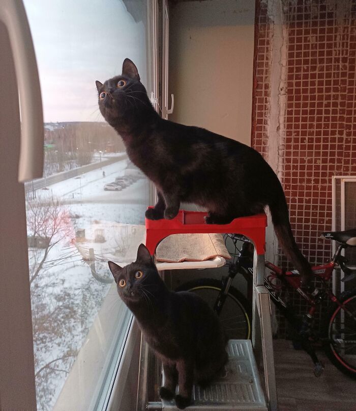 Two black cats perched on a ladder near a window, moments before they are about to attack their owners.