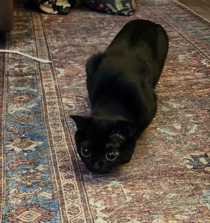 Black cat crouched low on a patterned carpet, looking alert and ready to pounce in a cute attacking moment.