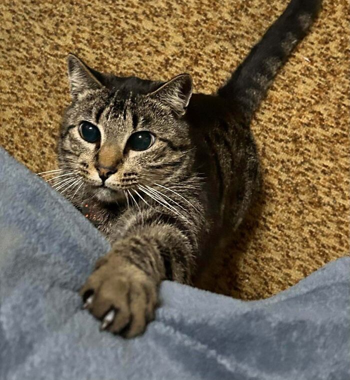 Tabby cat with claws out moments before attack, reaching up on a soft blue surface on brown carpet floor.