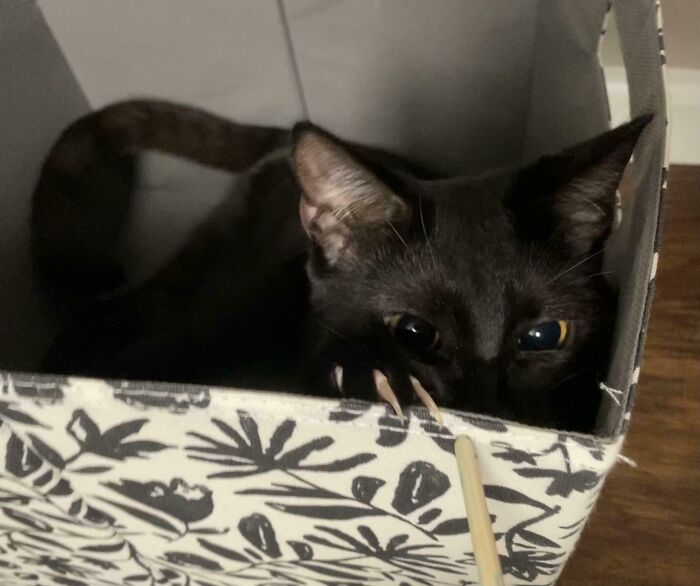 Black cat hiding in a patterned box with claws out, moments before it is about to attack its owner playfully.