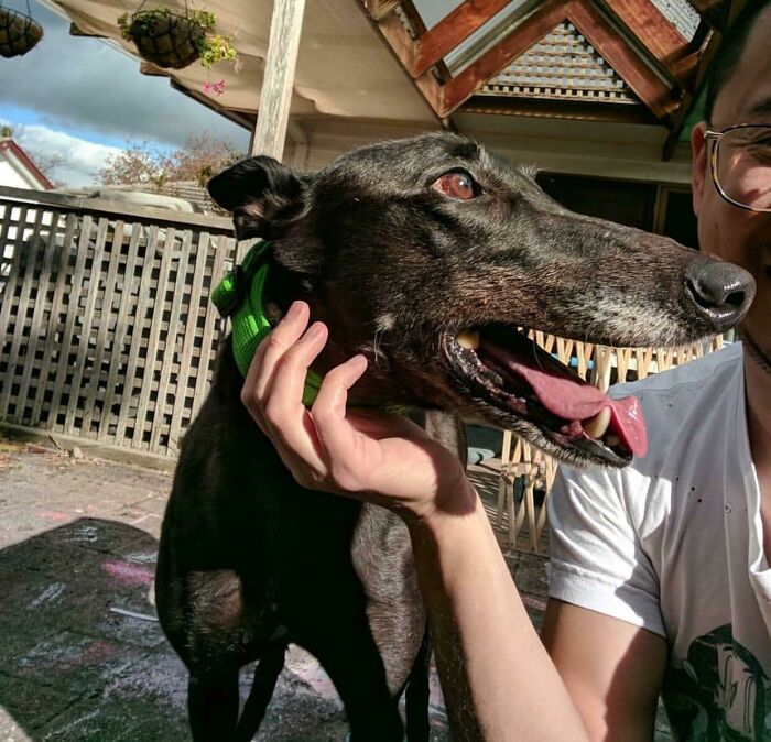 Black dog with an elongated snout next to a person wearing glasses, creating a confusing photo that tricks the brain.