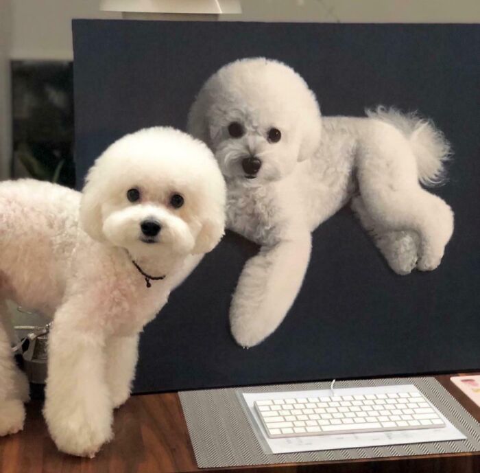 Two white fluffy dogs with creative grooming making one appear to float above a keyboard in a cool handmade setup.