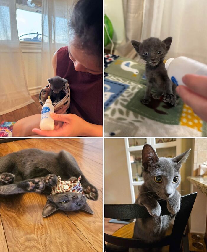 Collage of adorable recently adopted gray kittens being fed and playing, showcasing pets in their new furever homes.