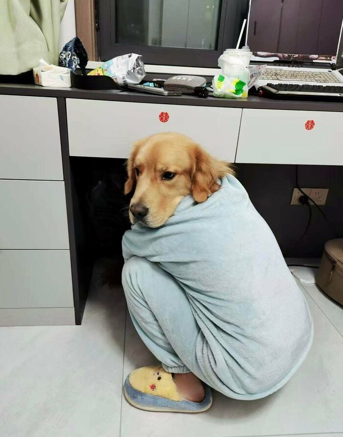 Golden retriever's head on a person’s body wrapped in a blanket, creating a confusing visual illusion photo.