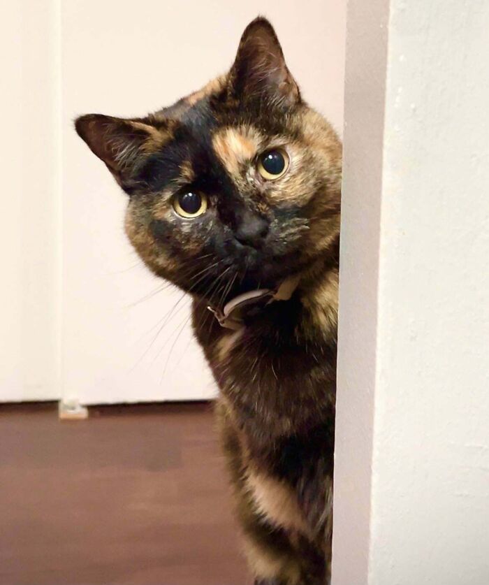 Tortoiseshell cat peeking from behind a wall, showcasing an adorable recently adopted pet in its new home.