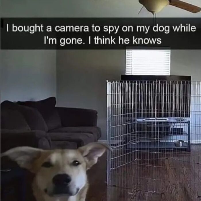 A dog looking suspicious near a playpen in a living room, capturing a funny and adorable dog meme moment.