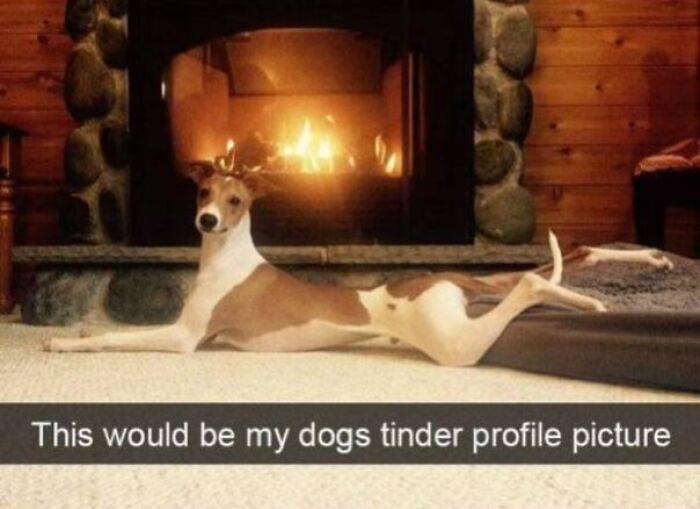 Dog lying stretched out in front of a fireplace with a humorous caption, perfect for adorable dog memes.