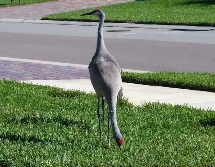 Two tall birds with long legs and necks standing on green grass near a sidewalk, a confusing photo perspective.