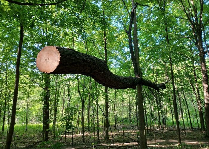 A fallen tree branch suspended horizontally in midair, an optical illusion confusing your brain in a forest setting.