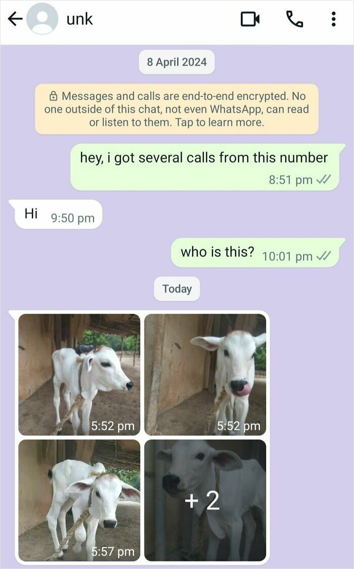 Wrong number text conversation showing mistaken identity with multiple photos of a calf sent in reply.