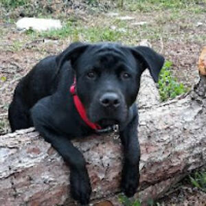 daenerysstormbornofhousetargaryen avatar