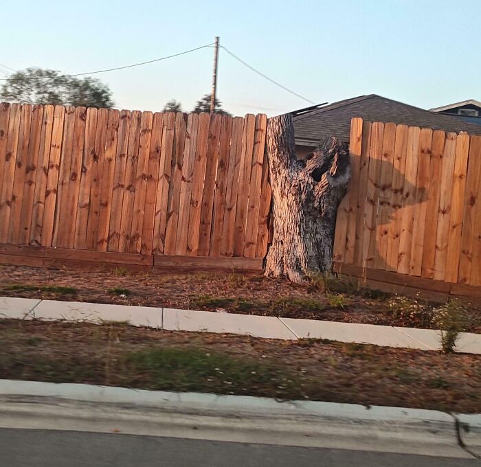 Tree stump poorly cut and left in wooden fence, an example of jobs done so poorly it is almost impressive.