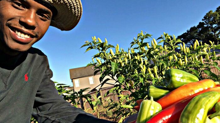 Smiling man wearing a straw hat harvesting peppers in a garden, showcasing a leap of faith and life decisions.