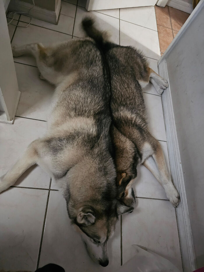 Two dogs lying side by side on tiled floor, creating a confusing visual illusion for the brain to catch up.