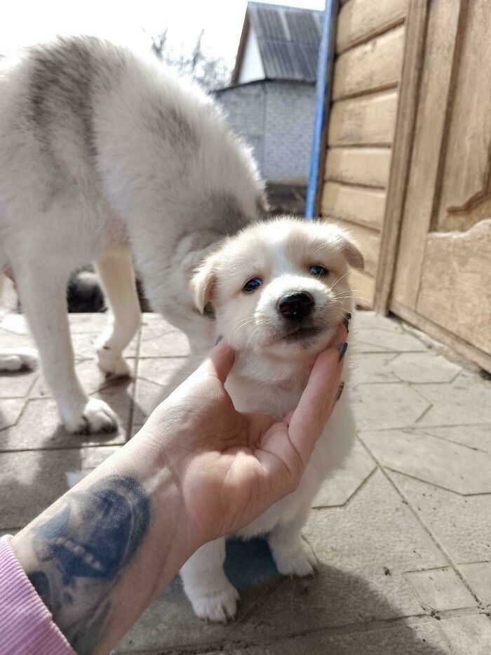 Puppy held by hand with adult dog nearby in outdoor setting, a photo so confusing your brain might need a moment to catch up