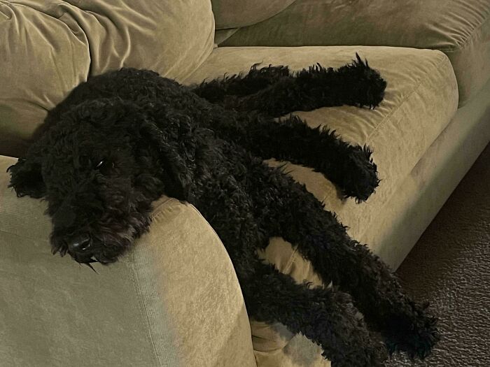 Black dog blending with dark shadows on a beige couch in a confusing photo to challenge the brain.